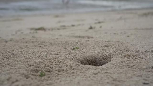 去赶海啦！新加坡海滩竟然也有寄居蟹、花蟹、龙虾、海星