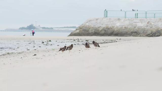 去赶海啦！新加坡海滩竟然也有寄居蟹、花蟹、龙虾、海星