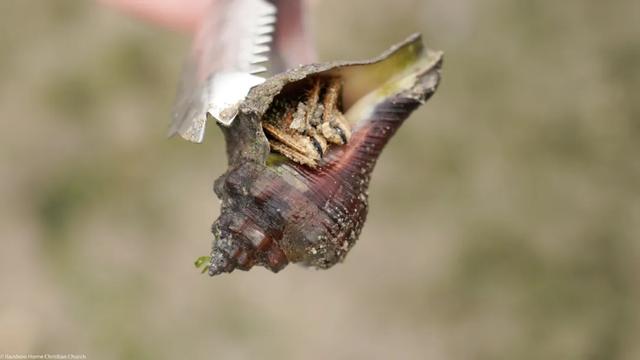 去赶海啦！新加坡海滩竟然也有寄居蟹、花蟹、龙虾、海星