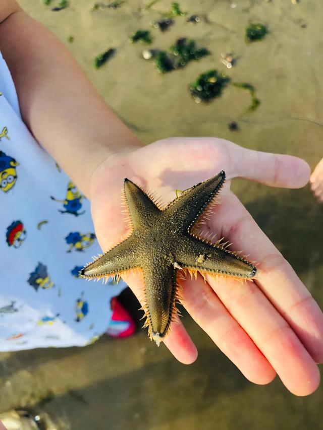 去赶海啦！新加坡海滩竟然也有寄居蟹、花蟹、龙虾、海星