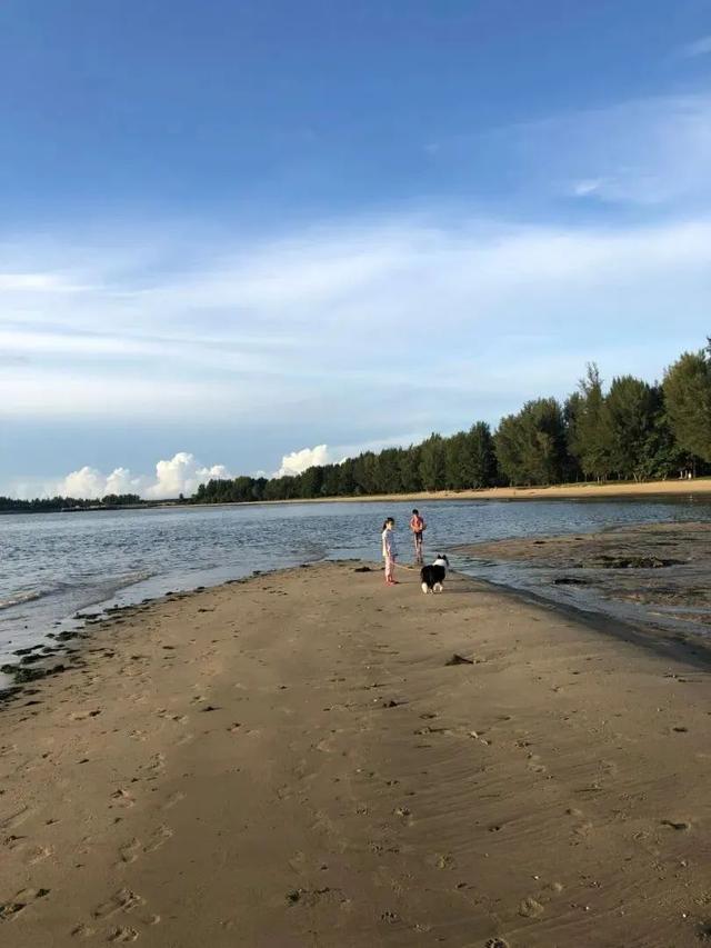 去赶海啦！新加坡海滩竟然也有寄居蟹、花蟹、龙虾、海星