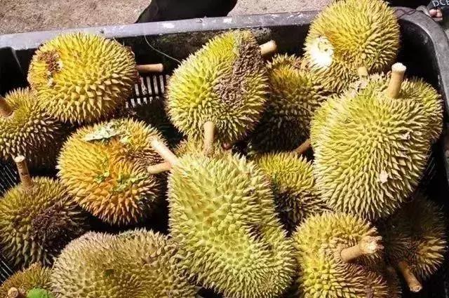 藏在新加坡后花园的民丹岛,居然有这么多玩法